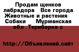 Продам щенков лабрадора - Все города Животные и растения » Собаки   . Мурманская обл.,Териберка с.